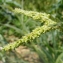  Jean-Claude Calais - Echinochloa crus-galli (L.) P.Beauv.