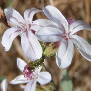 Plumbago europaea L. (Dentelaire)