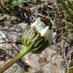 Photographie n°271832 du taxon Leucanthemum coronopifolium subsp. coronopifolium