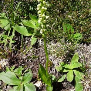  - Pseudorchis albida subsp. albida