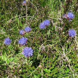 Photographie n°271854 du taxon Jasione crispa subsp. crispa