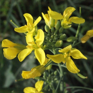 Photographie n°271921 du taxon Brassica oleracea L. [1753]