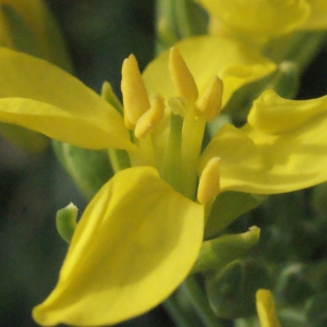 Photographie n°271925 du taxon Brassica oleracea L. [1753]