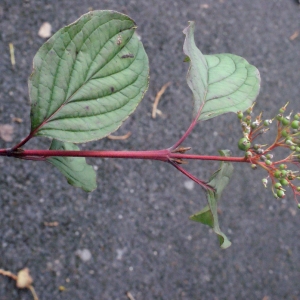 Photographie n°271951 du taxon Cornus sanguinea L. [1753]