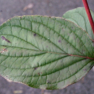 Photographie n°271952 du taxon Cornus sanguinea L. [1753]