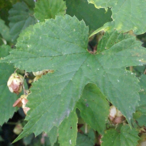 Photographie n°271962 du taxon Humulus lupulus L. [1753]