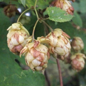 Photographie n°271964 du taxon Humulus lupulus L. [1753]