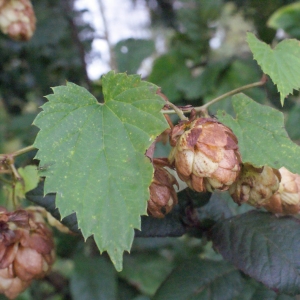 Photographie n°271965 du taxon Humulus lupulus L. [1753]