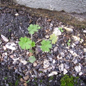 Photographie n°271968 du taxon Geranium molle L. [1753]