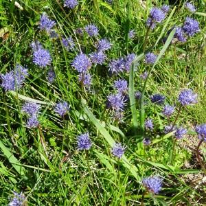 Photographie n°272001 du taxon Jasione crispa subsp. crispa