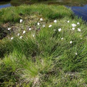 Photographie n°272039 du taxon Eriophorum vaginatum L. [1753]