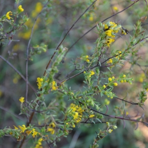 Photographie n°272064 du taxon Odontites luteus subsp. luteus