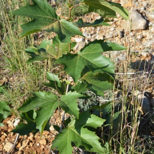 Photographie n°272065 du taxon Platanus x hispanica Mill. ex Münchh. [1770]