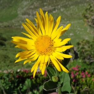 Photographie n°272074 du taxon Doronicum austriacum Jacq. [1774]