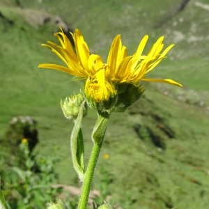 Photographie n°272075 du taxon Doronicum austriacum Jacq. [1774]