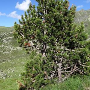 Photographie n°272080 du taxon Pinus mugo subsp. uncinata (Ramond ex DC.) Domin [1936]