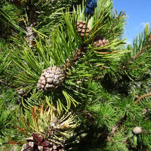 Photographie n°272081 du taxon Pinus mugo subsp. uncinata (Ramond ex DC.) Domin [1936]