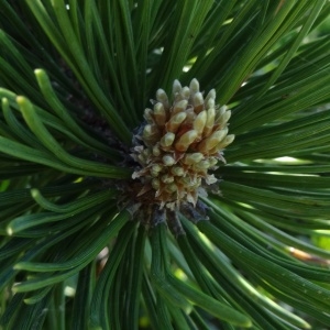 Photographie n°272082 du taxon Pinus mugo subsp. uncinata (Ramond ex DC.) Domin [1936]