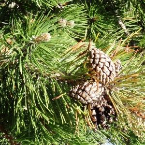 Photographie n°272083 du taxon Pinus mugo subsp. uncinata (Ramond ex DC.) Domin [1936]