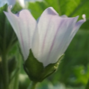 Photographie n°272122 du taxon Malva neglecta Wallr. [1824]