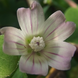 Photographie n°272123 du taxon Malva neglecta Wallr. [1824]