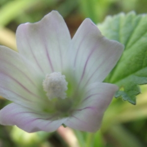 Photographie n°272125 du taxon Malva neglecta Wallr. [1824]