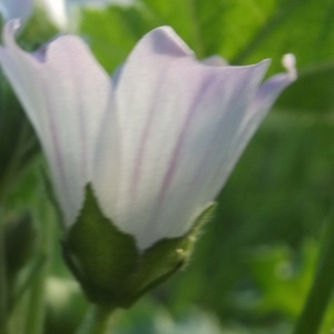 Photographie n°272126 du taxon Malva neglecta Wallr. [1824]