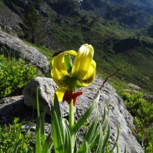 Photographie n°272210 du taxon Lilium pyrenaicum Gouan