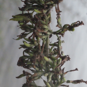 Photographie n°272279 du taxon Buddleja davidii Franch. [1887]