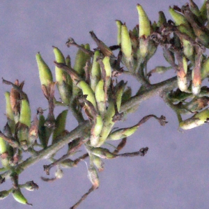 Photographie n°272281 du taxon Buddleja davidii Franch. [1887]