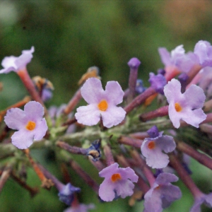 Photographie n°272288 du taxon Buddleja davidii Franch. [1887]