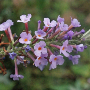 Photographie n°272290 du taxon Buddleja davidii Franch. [1887]