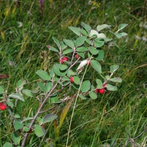 Photographie n°272336 du taxon Cotoneaster integerrimus Medik. [1793]