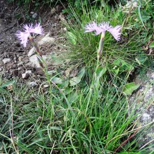 Photographie n°272358 du taxon Dianthus hyssopifolius L.