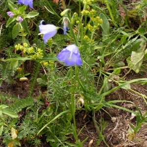 Photographie n°272364 du taxon Campanula scheuchzeri subsp. scheuchzeri