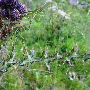 Photographie n°272387 du taxon Cirsium palustre (L.) Scop. [1772]