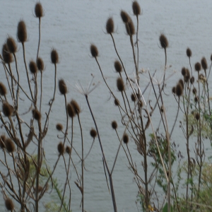 Photographie n°272430 du taxon Dipsacus fullonum L. [1753]