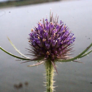 Photographie n°272431 du taxon Dipsacus fullonum L. [1753]