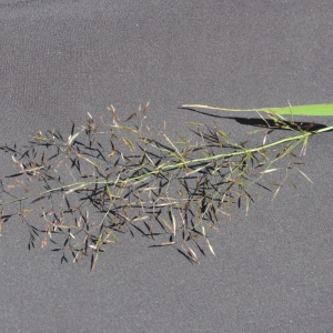 Photographie n°272436 du taxon Deschampsia cespitosa (L.) P.Beauv. [1812]