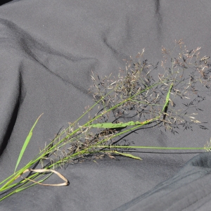 Photographie n°272437 du taxon Deschampsia cespitosa (L.) P.Beauv. [1812]