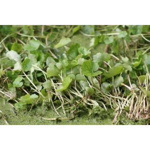 Hydrocotyle ranunculoides L.f. (Hydrocotyle à feuilles de renoncule)