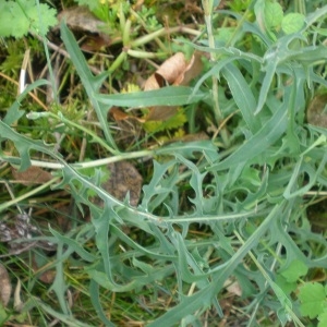 Photographie n°272467 du taxon Lactuca viminea (L.) J.Presl & C.Presl [1819]