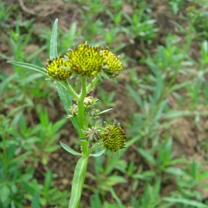 Photographie n°272500 du taxon Bidens aurea (Aiton) Sherff [1915]