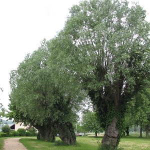 Photographie n°272548 du taxon Salix alba L. [1753]