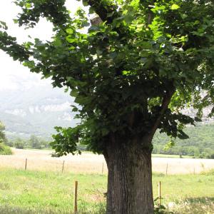 Photographie n°272586 du taxon Tilia cordata Mill. [1768]