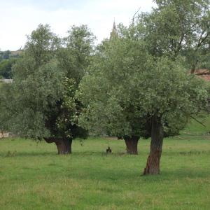 Photographie n°272624 du taxon Salix alba L. [1753]