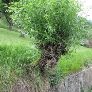 Photographie n°272641 du taxon Salix alba L. [1753]