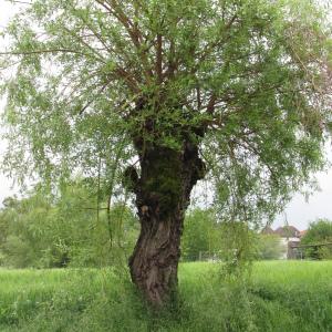 Photographie n°272671 du taxon Salix alba L. [1753]