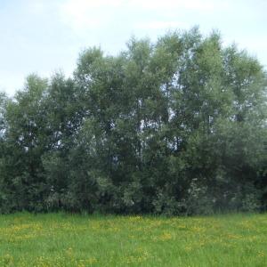 Photographie n°272689 du taxon Salix alba L. [1753]