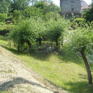 Photographie n°272728 du taxon Salix alba L. [1753]